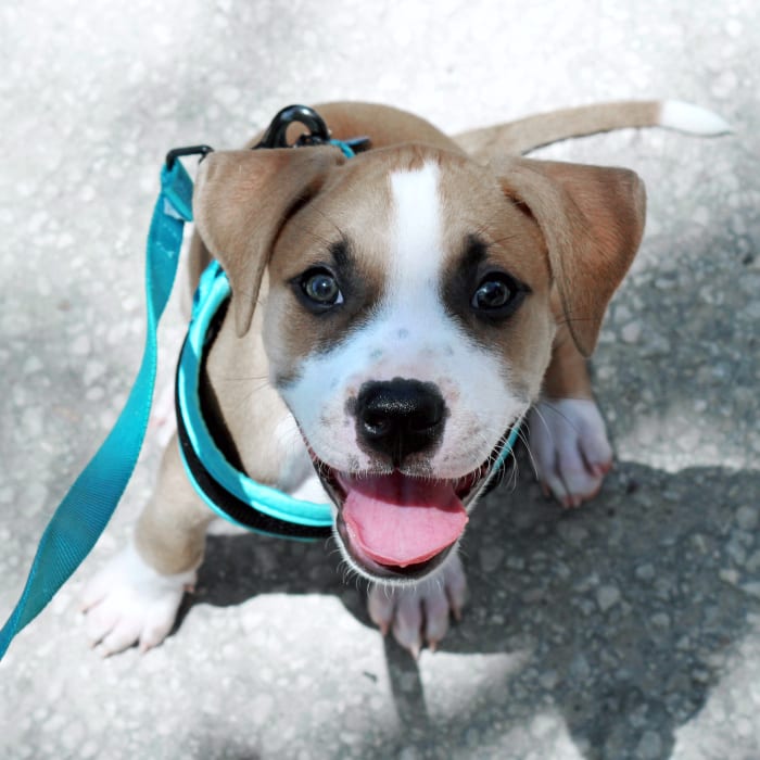 About Pfennig Lane Animal Hospital, Pflugerville Veterinarian About Pfennig Lane Animal Hospital, Pflugerville Veterinarian