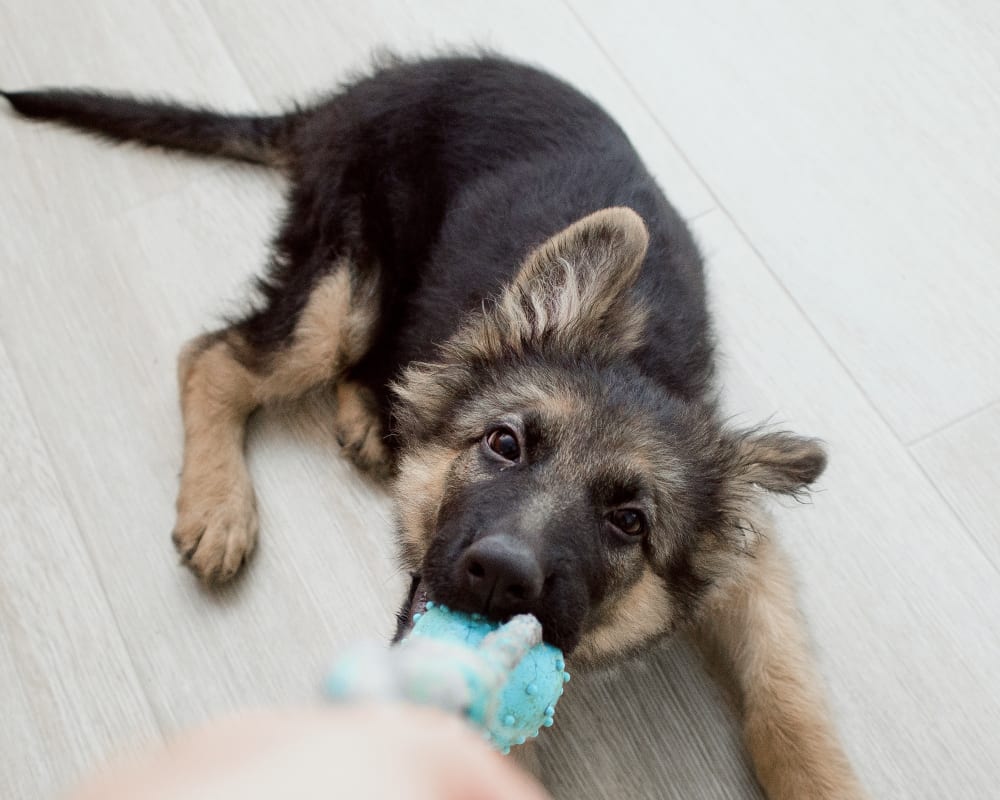 Welcome to Pfennig Lane Animal Hospital in Pflugerville Welcome to Pfennig Lane Animal Hospital in Pflugerville
